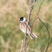 Male Reed Bunting by julienne1