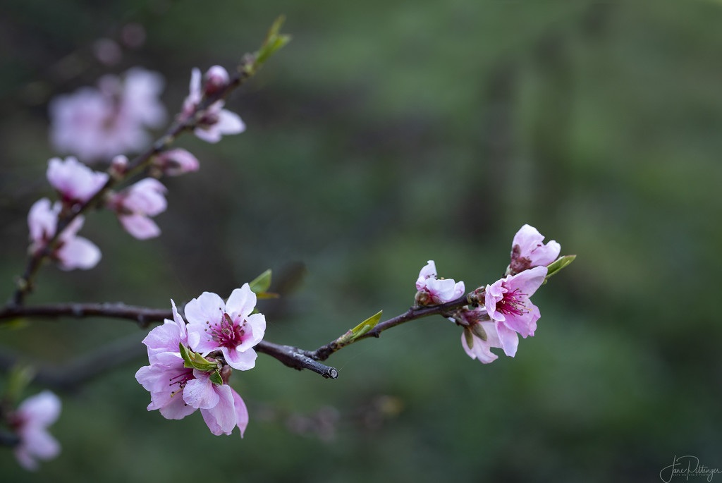Nectarine Blossoms by jgpittenger