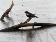 24th Mar 2019 - red-winged blackbird branch in water