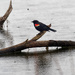 red-winged blackbird branch in water by rminer