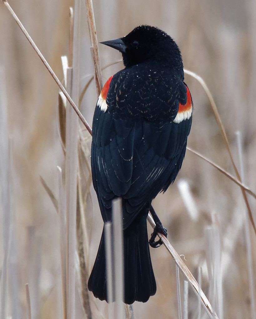 red-winged blackbird portrait by rminer