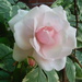 Pink Rose by spanishliz