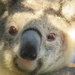 bright eyes ... by koalagardens