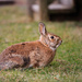 Spring is here, and the bunnies are out and about. by batfish