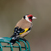2019 03 24 - Gold Finch by pixiemac