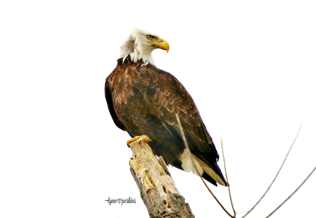 Eagle  by lynnz