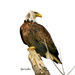 Eagle  by lynnz