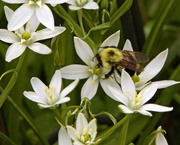 24th Mar 2019 - LHG_6617 Bee on star of bethlehem flower