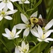 LHG_6617 Bee on star of bethlehem flower by rontu