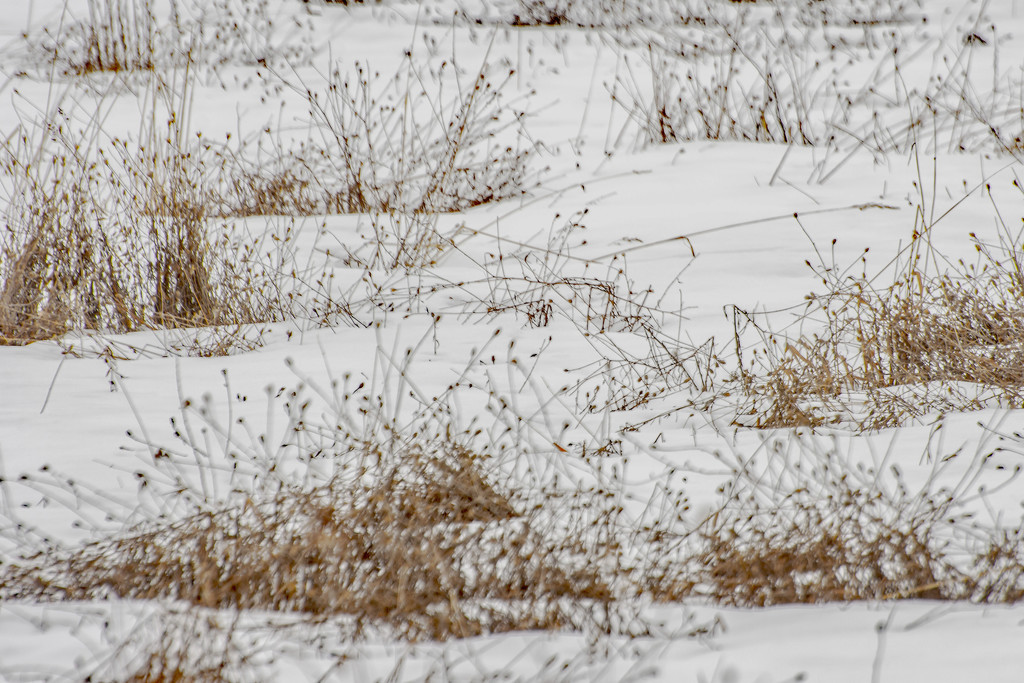Coldly Abstracted in the Field by farmreporter