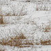 Coldly Abstracted in the Field by farmreporter
