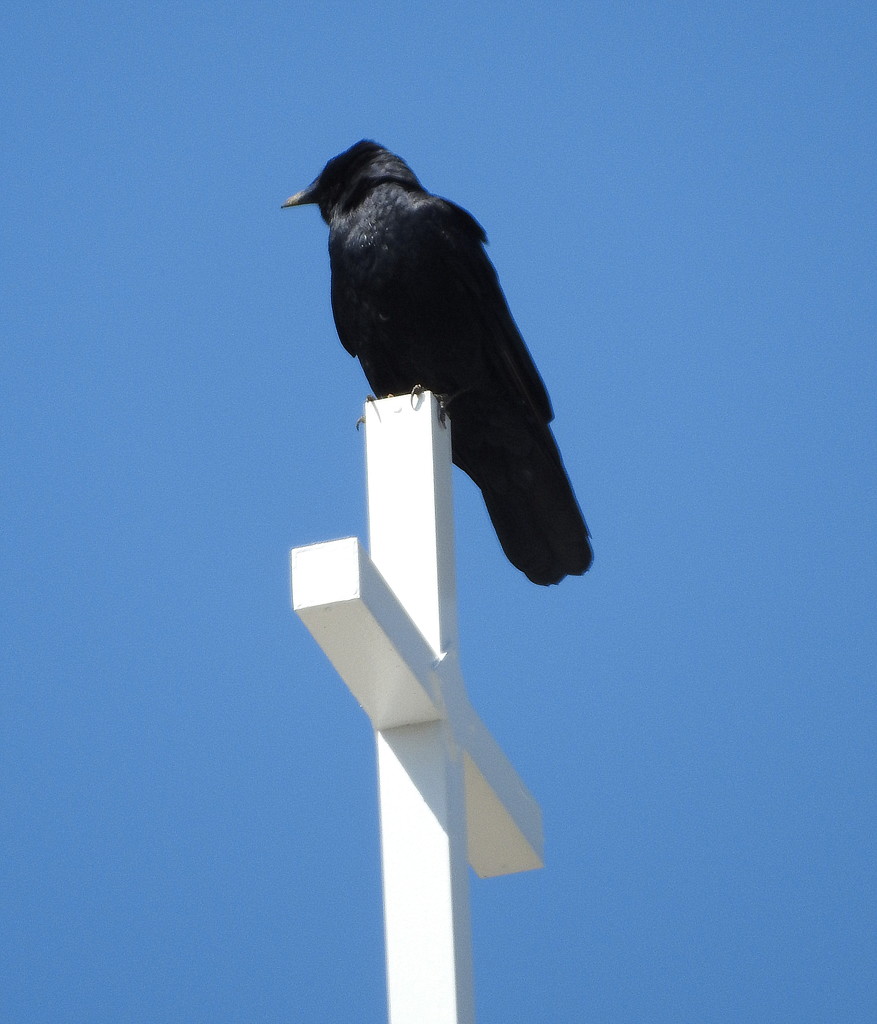 Crow on a cross by homeschoolmom
