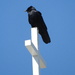 Crow on a cross by homeschoolmom