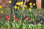 22nd Mar 2019 - Tulips and daffodils