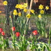 Tulips and daffodils by homeschoolmom