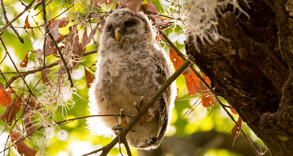 Baby Owl, Way up in the Tree! by rickster549