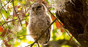 24th Mar 2019 - Baby Owl, Way up in the Tree!
