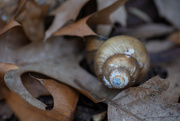 24th Mar 2019 - snail shell on my lake