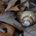 snail shell on my lake by jackies365