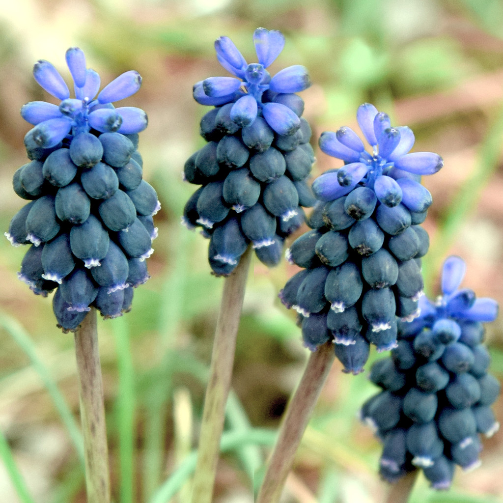 Grape Hyacinths by dsp2