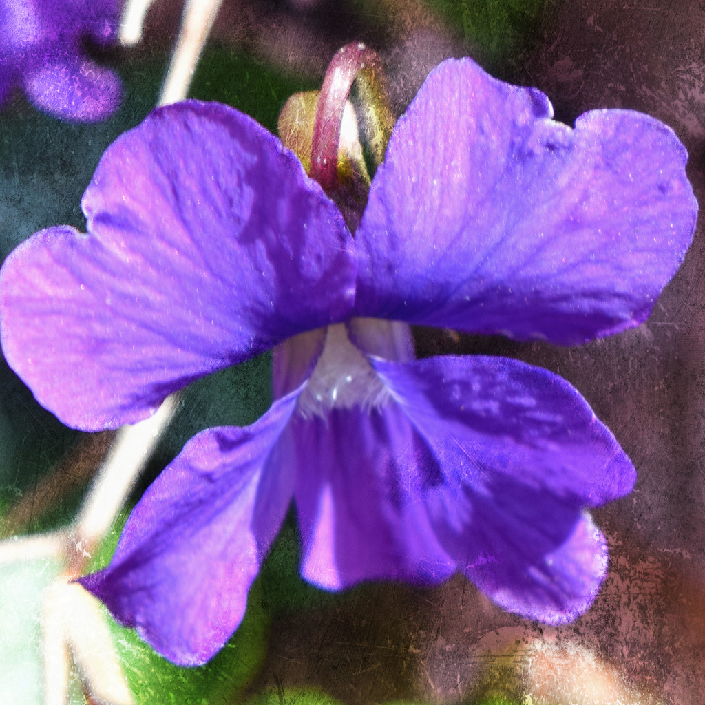 Wild Violet by dsp2