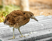 25th Mar 2019 - A Heron chick