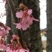 the pink tree is blooming  by wiesnerbeth