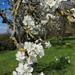 Pershore plum blossom  by flowerfairyann