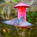 Bird Feeder by pamknowler