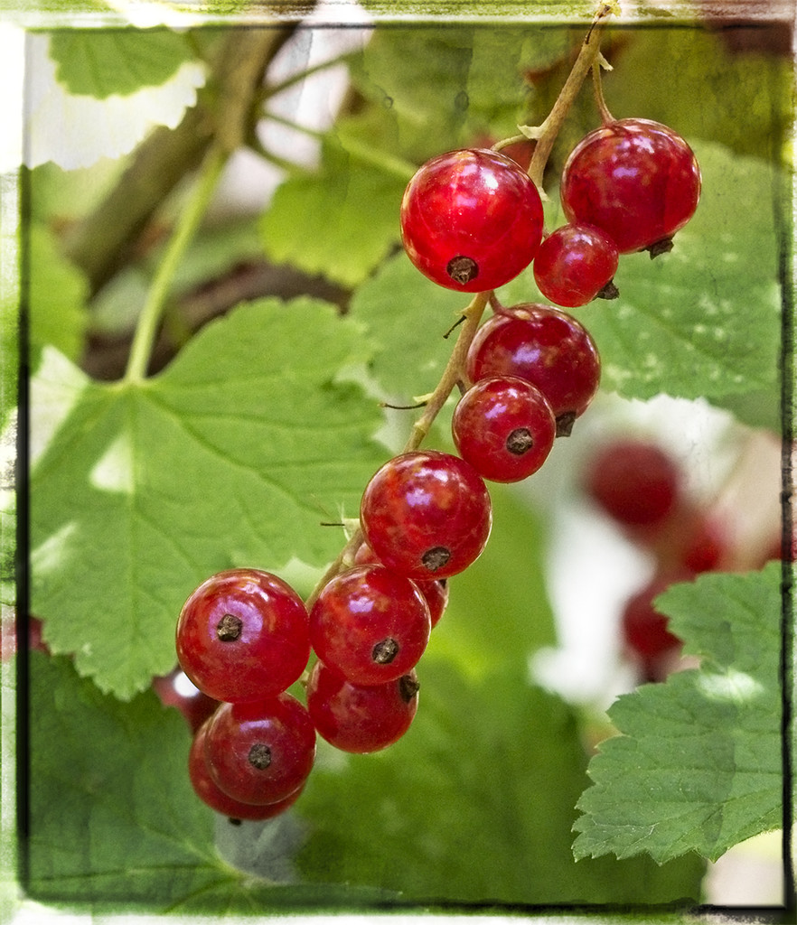 Red Berries by gardencat