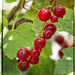 Red Berries by gardencat