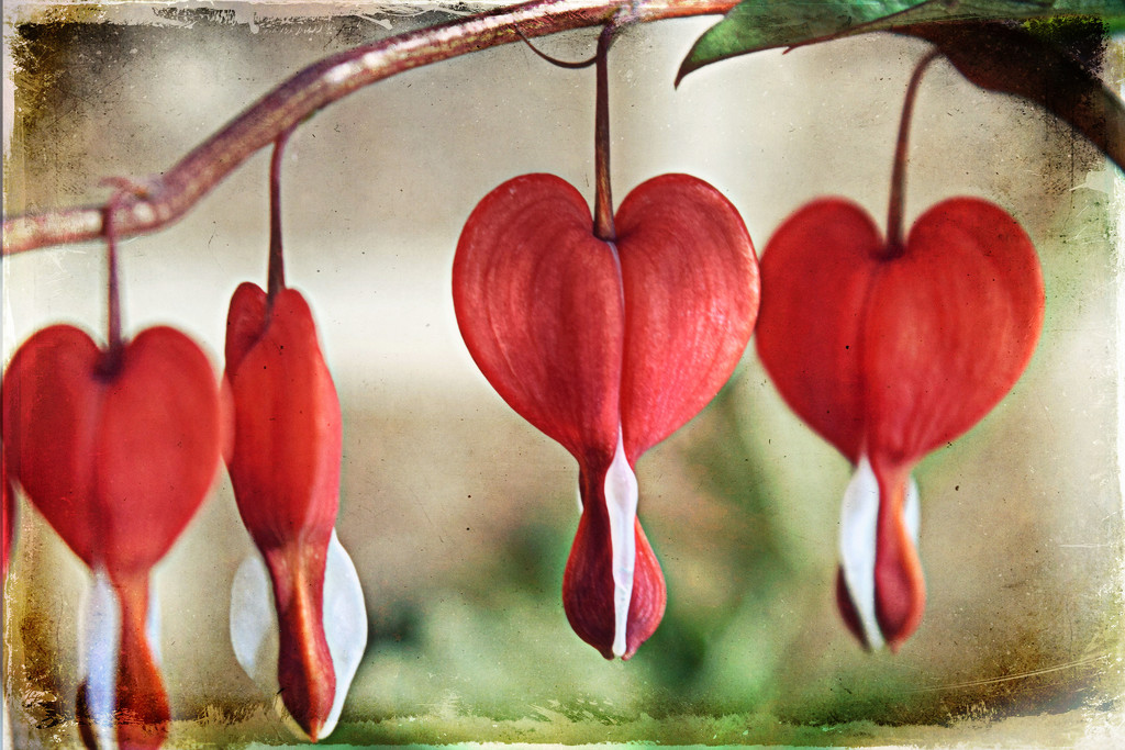 Bleeding Heart Blooms by dsp2