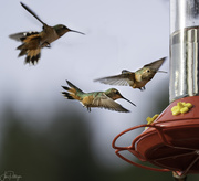 25th Mar 2019 - Zooming Into the Feeder
