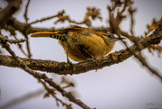 25th Mar 2019 - wren on the lookout