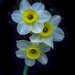Narcissus by tonygig