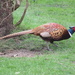 Pheasant by lellie