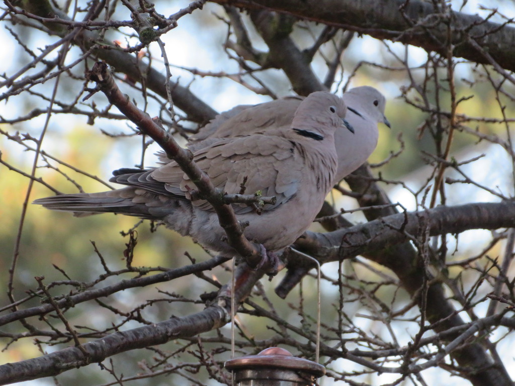 Collared doves by lellie