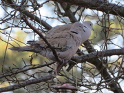 23rd Feb 2019 - Collared doves
