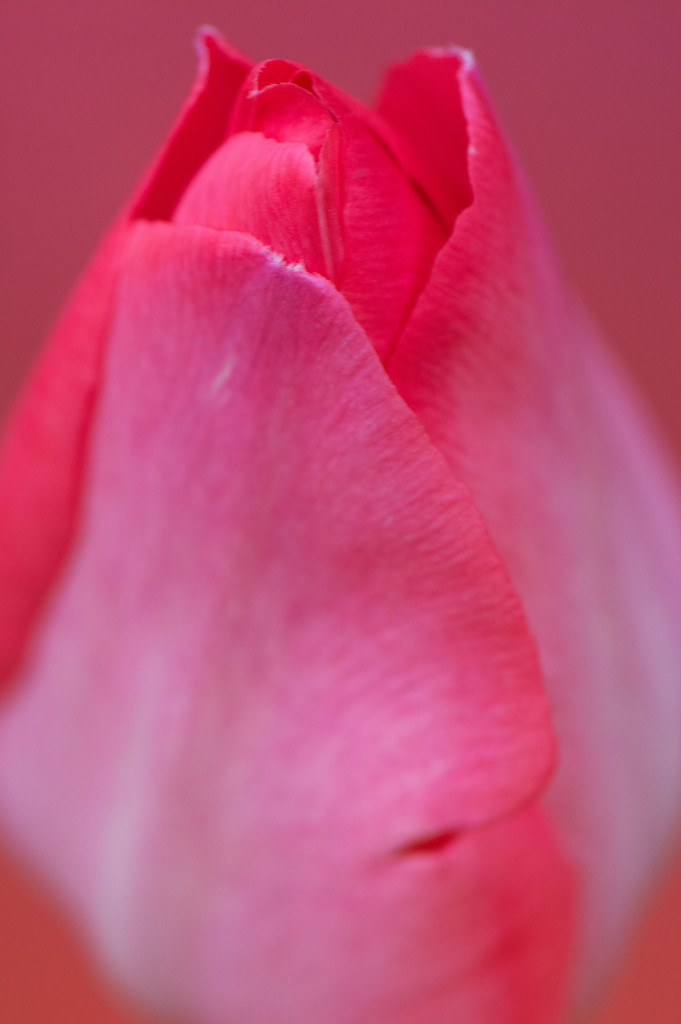 Tulip by rumpelstiltskin