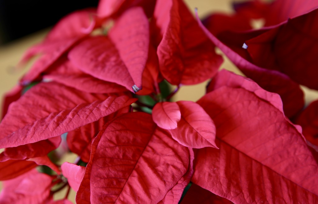 Poinsettia Rouge by phil_sandford