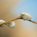 Willow Catkins by leonbuys83