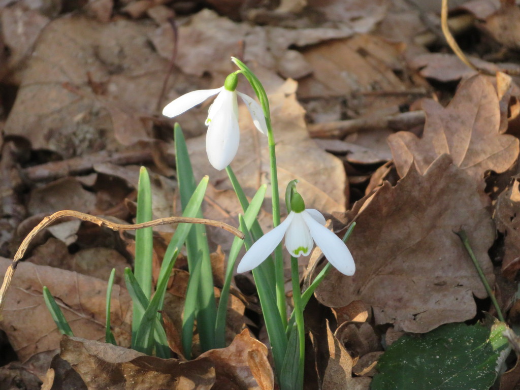 First snowdrops by lellie