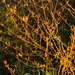 Dog wood in the late sun by nicolaeastwood