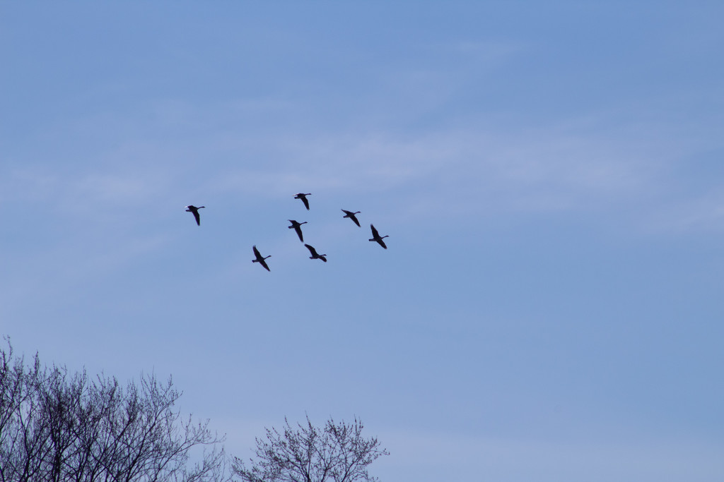 How Many Geese in a Gaggle? by tdaug80