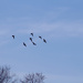 How Many Geese in a Gaggle? by tdaug80