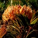 Rainbow Month Day 26 - Zamia Palm by judithdeacon