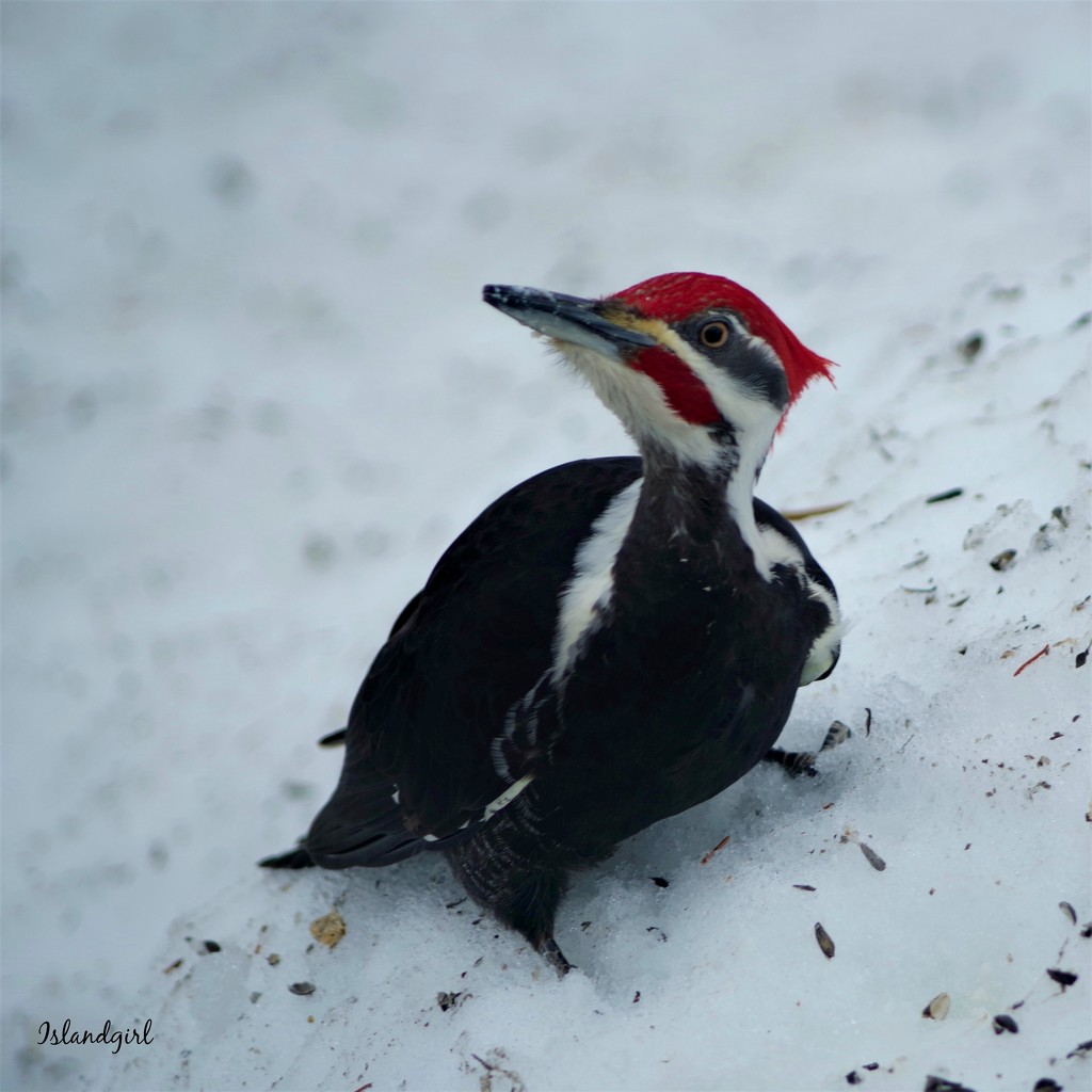 Pileated Woodpecker  by radiogirl