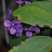 Shy violets by randystreat