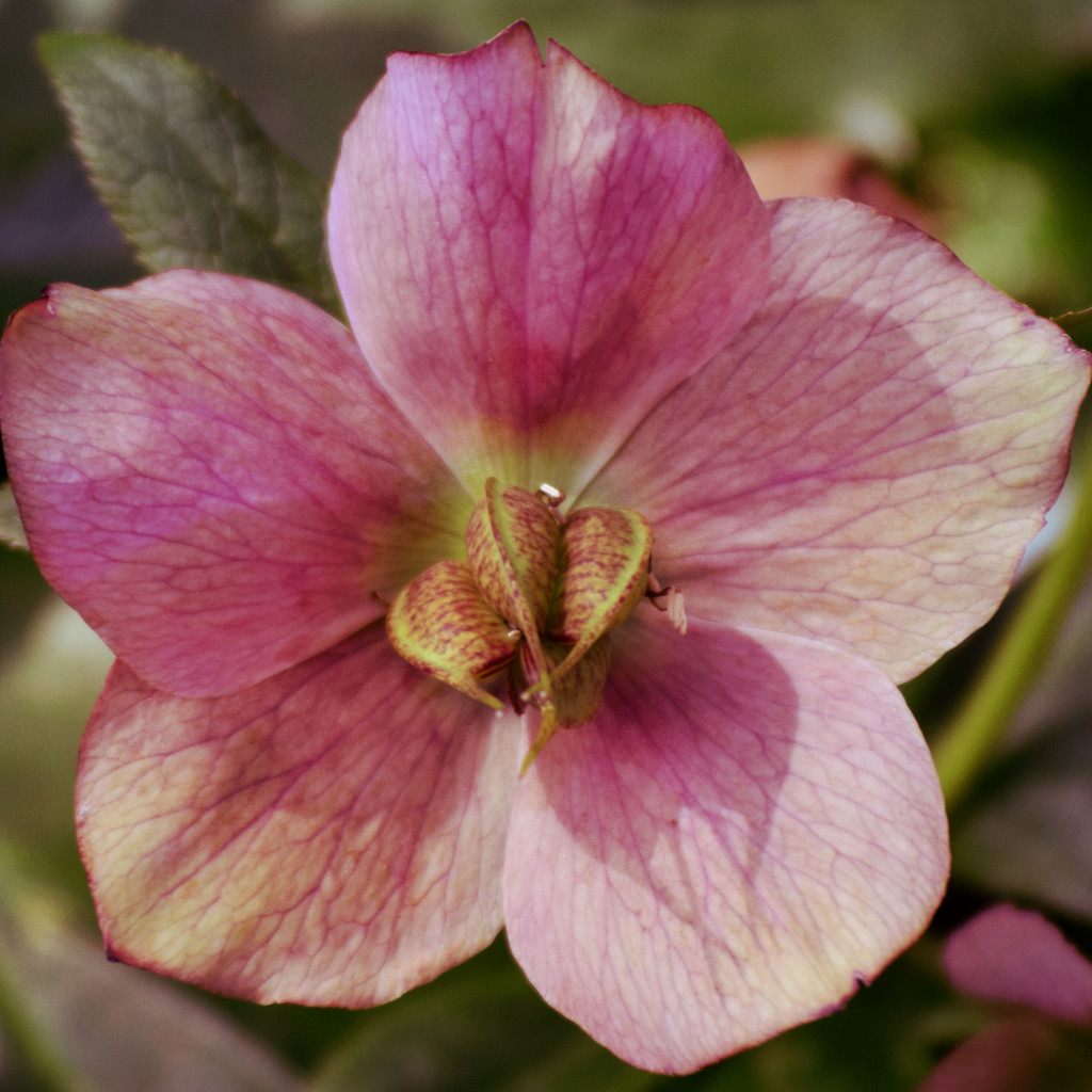 Pink Hellebore Bloom by dsp2