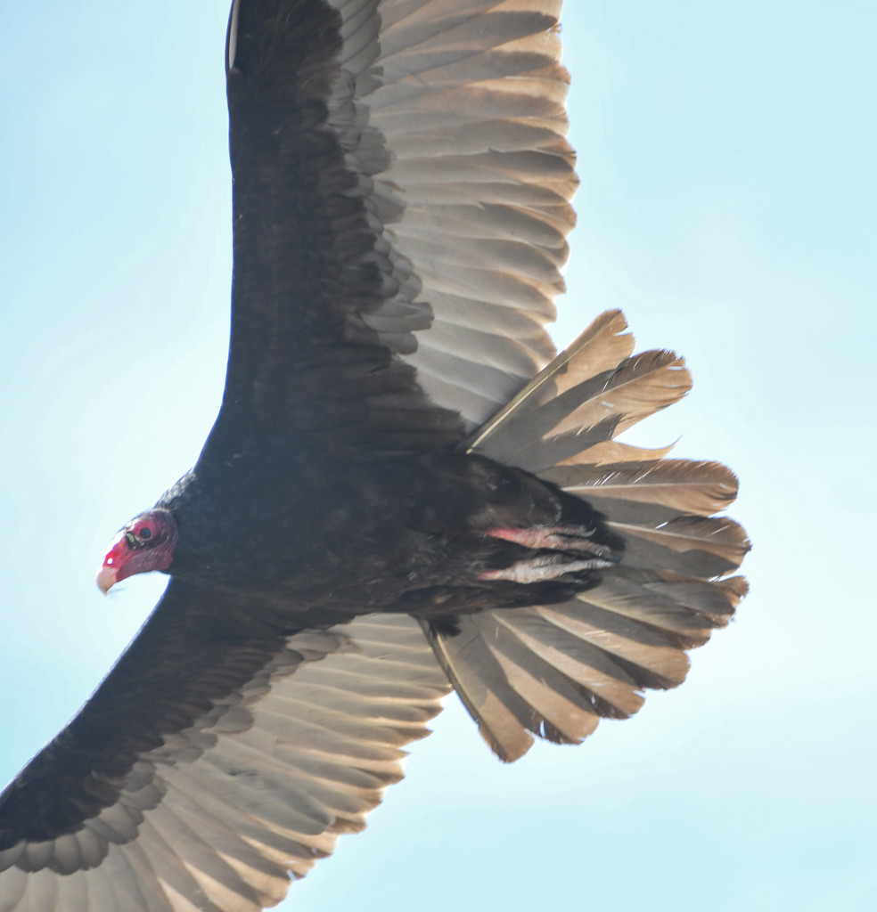 Turkey Vulture Return by kareenking